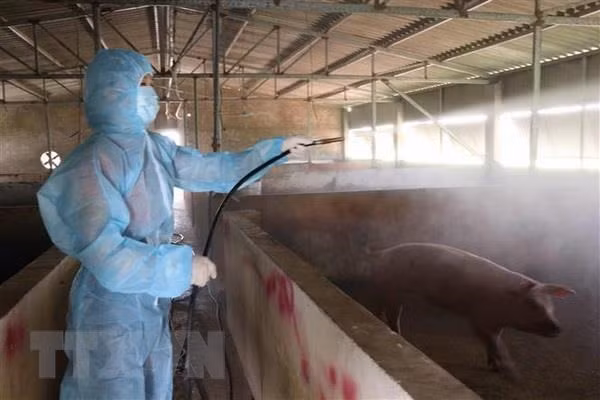Le Vietnam est capable de produire les vaccins contre la peste porcine africaine ảnh 1