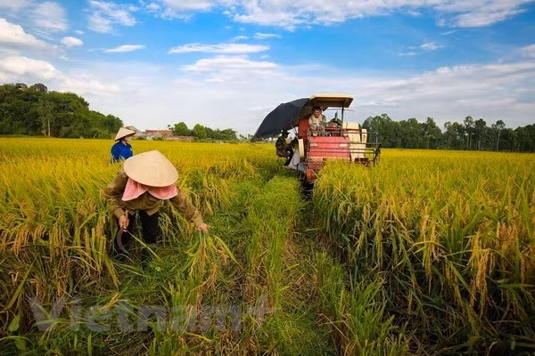 L'agriculture vise 21 milliards de dollars d'exportation ảnh 1