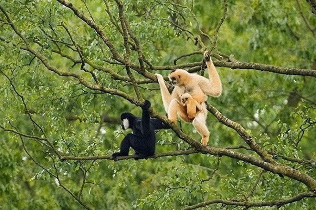 Le parc national de Pù Mat - réserve de biosphère mondiale ảnh 2