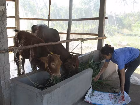 La pauvreté cède du terrain chez les Khmers à Soc Trang ảnh 1