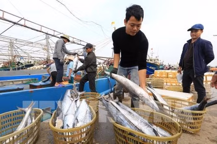 Les localités côtières s’efforcent de lutter contre la pêche INN ảnh 1