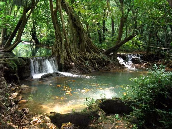 Thaïlande : nouveau plan de boisement pour réduire les coûts ảnh 1