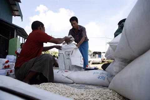 Le Myanmar va exporter 500 millions de dollars de riz en Chine ảnh 1