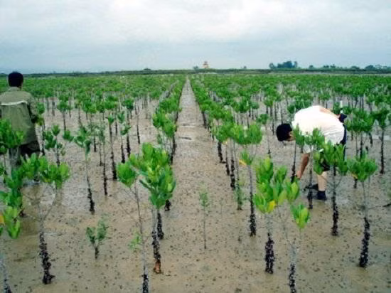 Le GCF aide Quang Nam à renforcer sa résilience au changement climatiquem ảnh 1