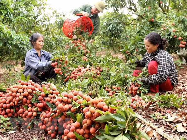 Fruits et légumes : hausse de 20% du chiffre d’affaires à l’export au premier semestre ảnh 1