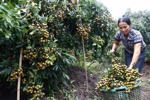 Hung Yên développe l’économie fermière ảnh 1