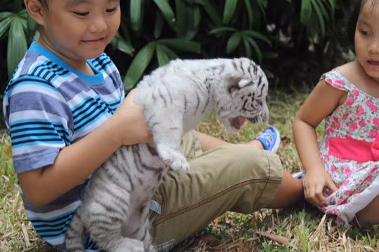Trois magnifiques bébés tigres blancs naissent au Vietnam ảnh 5