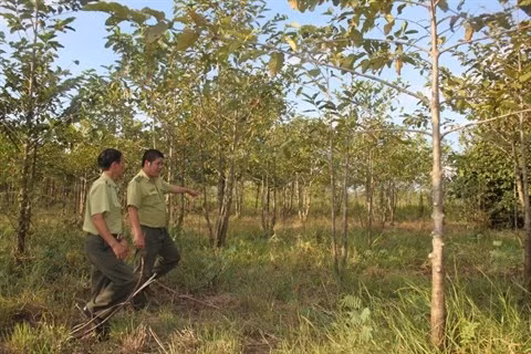 Déploiement synchrone de la Loi sur la sylviculture et du VPA/FLEGT ảnh 1
