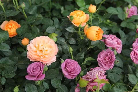 La floriculture change la physionomie de Xuân Quan ảnh 3