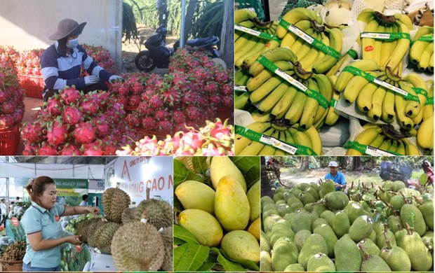 Ministère de l’Agriculture et du Développement rural : exportations du riz en forte hausse en quatre mois ảnh 3 Ministère de l’Agriculture et du Développement rural : exportations du riz en forte hausse en quatre mois ảnh 3