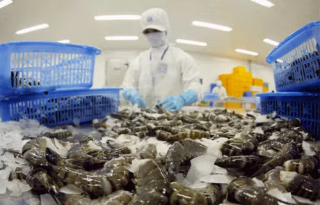 Les exportations de crevettes devraient dépasser les 3 milliards de dollars cette année ảnh 1