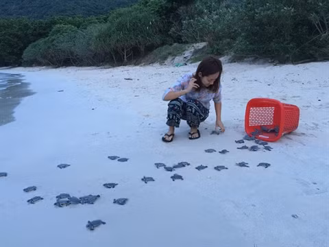 Au chevet des tortues marines de Côn Dao ảnh 1
