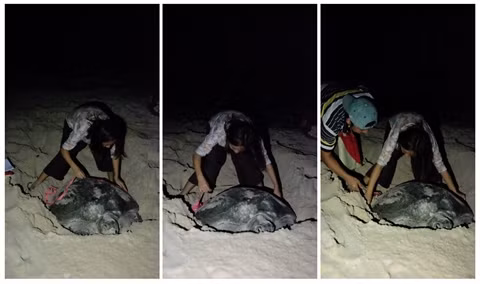 Au chevet des tortues marines de Côn Dao ảnh 2