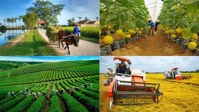 Le secteur agricole continue de se concentrer sur trois grands programmes pour le second semestre ảnh 2