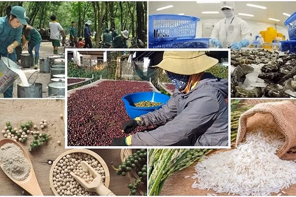 Les exportations de produits agro-sylvicoles et aquatiques devraient rebondir au 4e trimestre ảnh 2