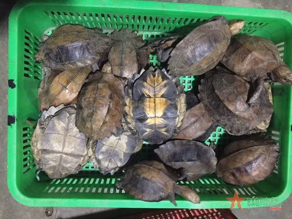 Deux emprisonnées pour trafic de tortues rares et menacées ảnh 1