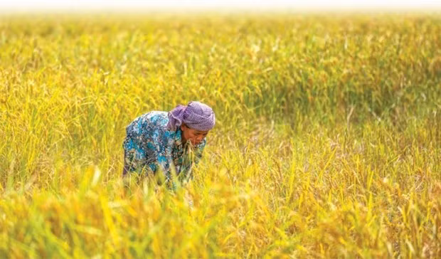Le Cambodge affiche quelque 89 millions d'USD d'exportations de riz vers la Chine au 1er semestre ảnh 1