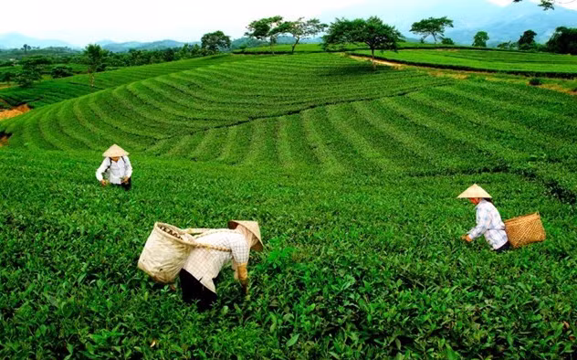 Pour renforcer les exportations de thé de Thai Nguyen ảnh 1
