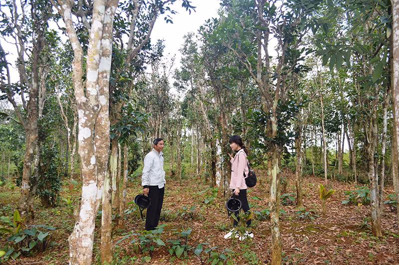 Quang Tri : efforts pour promouvoir et préserver les anciens jardins de thé ảnh 1