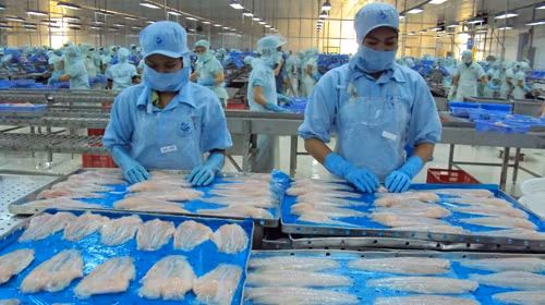 Les exportations de pangasius ont atteint 931 millions d’USD en 7 mois ảnh 1 Les exportations de pangasius ont atteint 931 millions d’USD en 7 mois ảnh 1