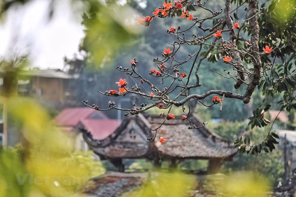 Des fleurs de kapokier fleurissent dans la pagode Thay (pagode du Maître) ảnh 3