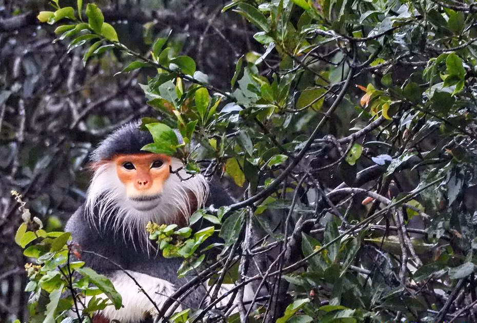 Thua Thien-Hue : un primate en voie de disparition relâché dans le parc national de Bach Ma ảnh 1