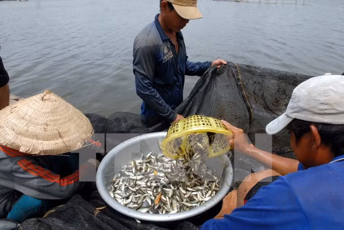 La saison des “ca linh” dans le delta du Mékong ảnh 1
