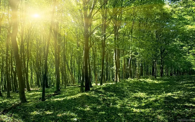 Approbation d’un plan de mise en œuvre de la Déclaration de Glasgow sur les forêts et l'utilisation des sols ảnh 1