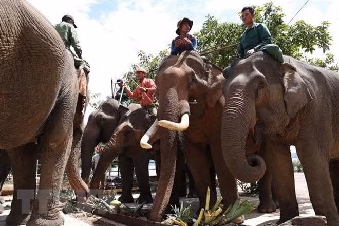 La Journée mondiale de l’éléphant célébrée à Dak Lak ảnh 1