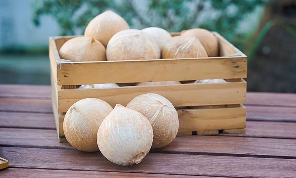Les États-Unis délivrent un "visa" pour la noix de coco vietnamien ảnh 2 Les États-Unis délivrent un "visa" pour la noix de coco vietnamien ảnh 2