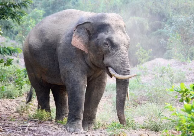 Conservation des éléphants pour une coexistence harmonieuse ảnh 1