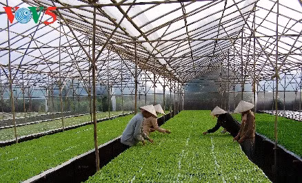 Comment Hà Nam développe l’agriculture high-tech ảnh 2