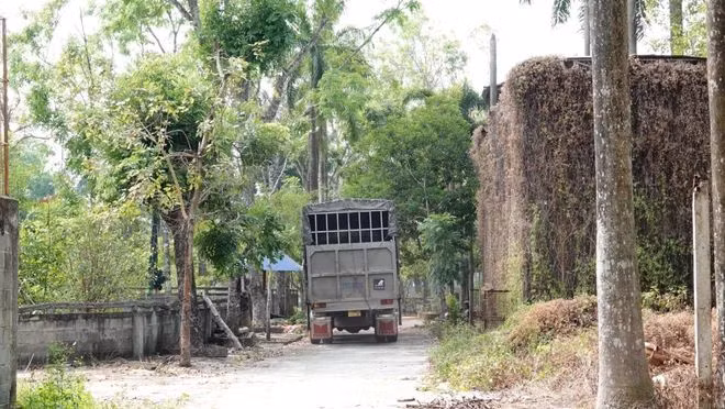 Sauvetage de trois ours noirs captifs à Hô Chi Minh-Ville ảnh 5