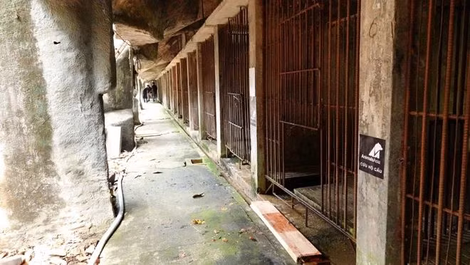 Sauvetage de trois ours noirs captifs à Hô Chi Minh-Ville ảnh 4