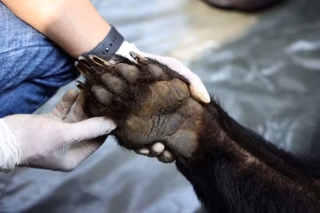 Sauvetage de trois ours noirs captifs à Hô Chi Minh-Ville ảnh 3