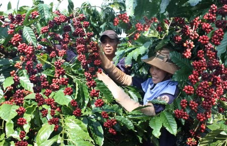 Vers un développement durable de la filière café ảnh 1