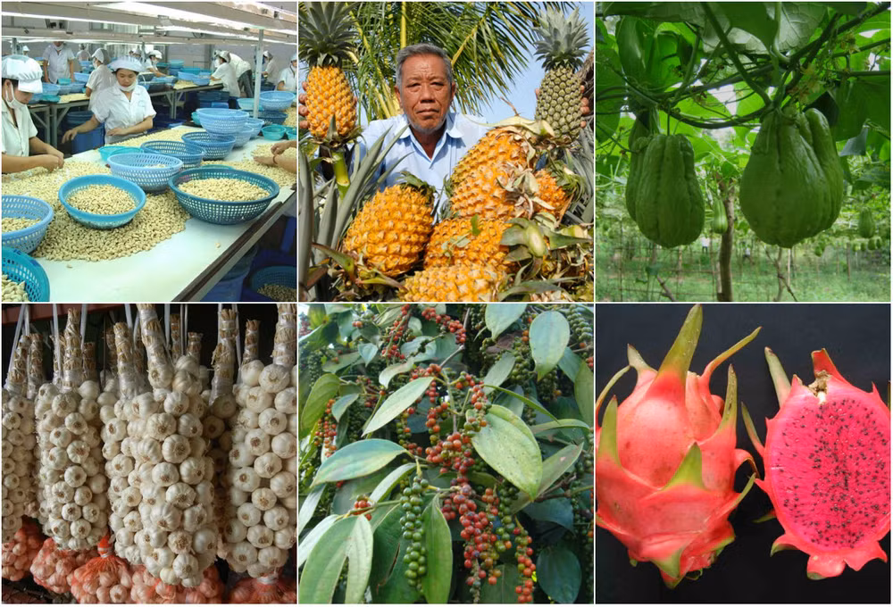 IGP: Vietnam au 2e rang des pays Sud-Est asiatiques ayant le plus de produits agricoles protégés ảnh 1 IGP: Vietnam au 2e rang des pays Sud-Est asiatiques ayant le plus de produits agricoles protégés ảnh 1