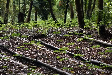 Extension à près de 17.000 ha l'indication géographique du ginseng de Ngoc Linh ảnh 1 Extension à près de 17.000 ha l'indication géographique du ginseng de Ngoc Linh ảnh 1