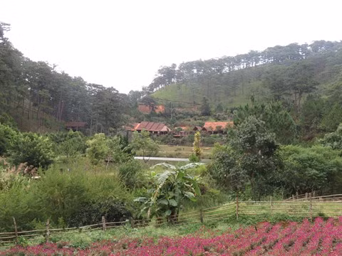 Lâm Dông : Dà Lat, la ville noyée dans la verdure ảnh 1