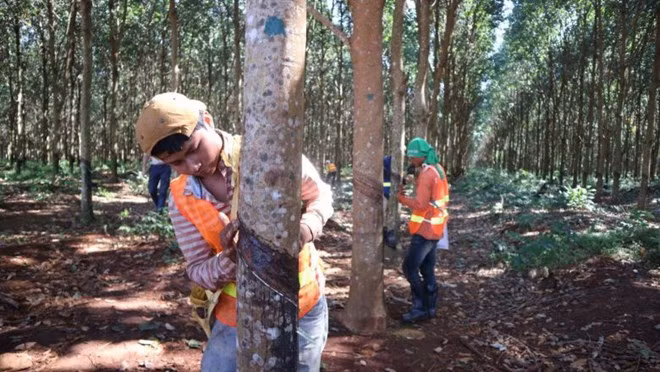 Le Cambodge exporte plus de 100.500 tonnes de latex en 7 mois ảnh 1