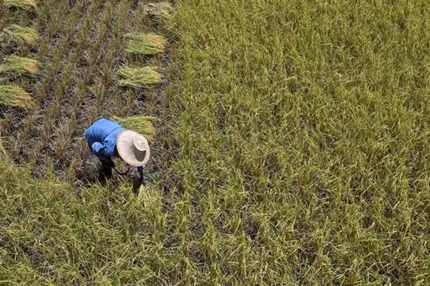 La production thaïlandaise de riz va diminuer à cause d'El Niño ảnh 1