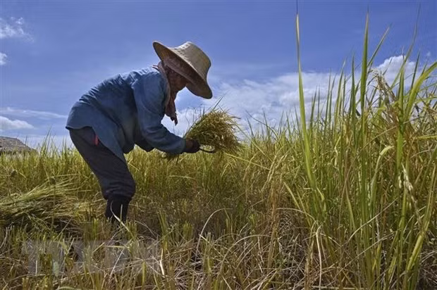 Le cabinet thaïlandais approuve la suspension de la dette des agriculteurs ảnh 1
