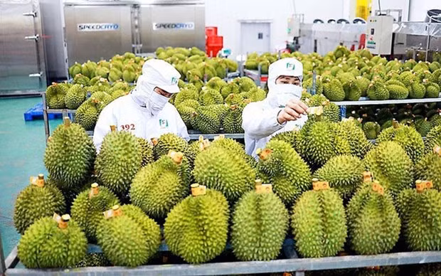 Le respect des normes de qualité conditionne les exportations de fruits vietnamiens ảnh 2 Le respect des normes de qualité conditionne les exportations de fruits vietnamiens ảnh 2