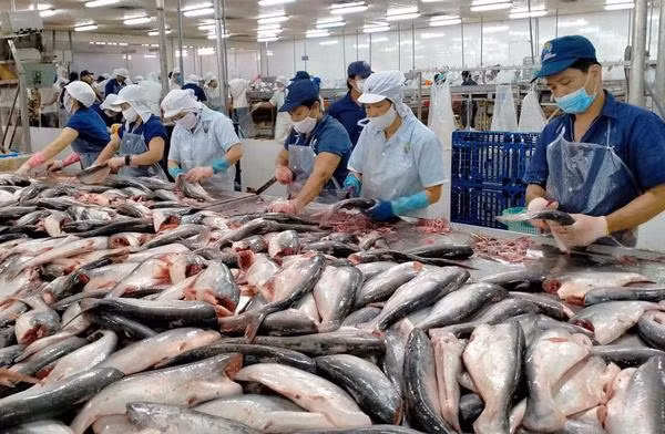 Évaluation initiale du FSIS sur la sécurité alimentaire du pangasius vietnamien ảnh 1 Évaluation initiale du FSIS sur la sécurité alimentaire du pangasius vietnamien ảnh 1