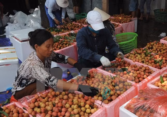 L'Australie reconnaît le Centre d'irradiation de litchis vietnamiens ảnh 1