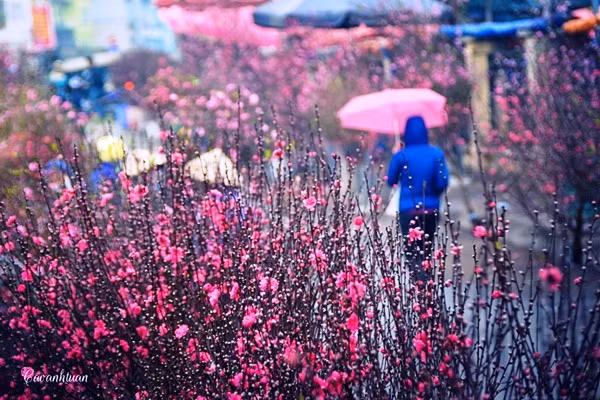 Les marchés des fleurs, élément culturel du Têt ảnh 1
