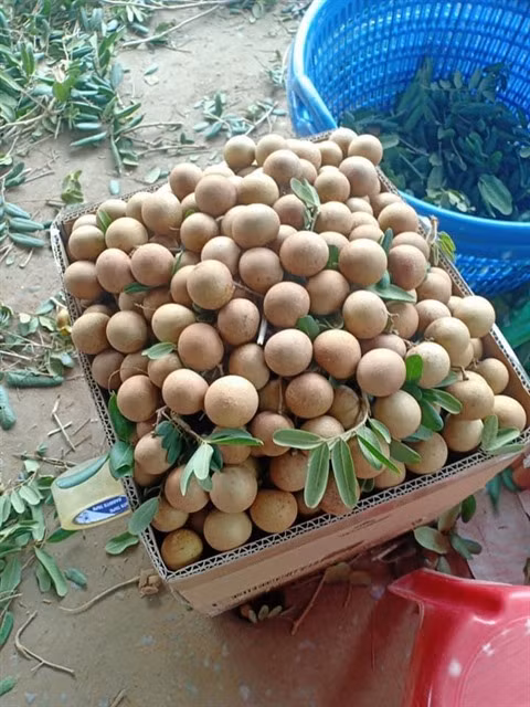 Pour mieux écouler les fruits et légumes ảnh 1