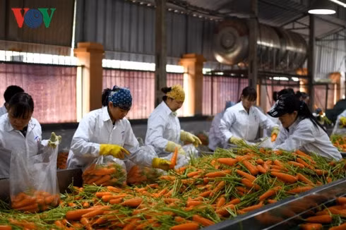 Agriculture: coopération entre les producteurs et les transformateurs ảnh 1