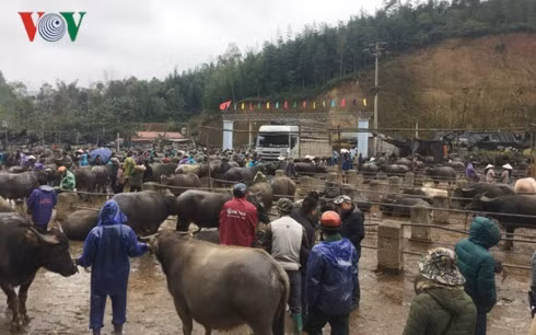 Trà Linh, le plus grand marché aux bestiaux du Nord ảnh 1