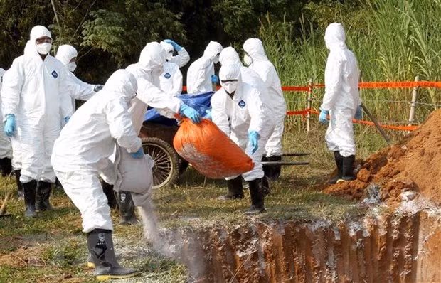 FAO: Le Vietnam devrait lancer une alerte à la PPA ảnh 1